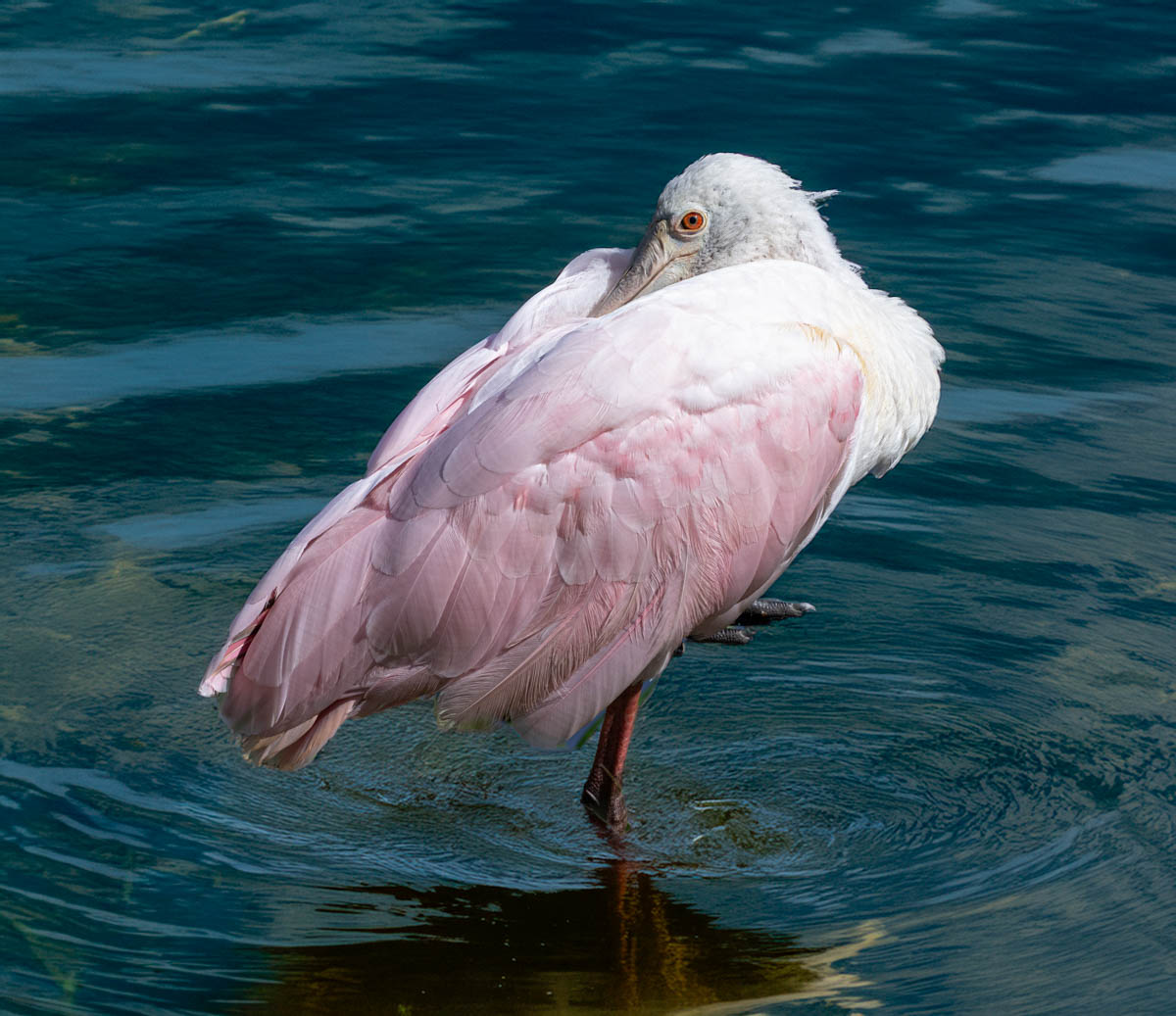 Stanton Dick Ready for a bath Nature   Ornithological   Class A 20260225